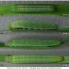 thym sylvestris larva4 volg